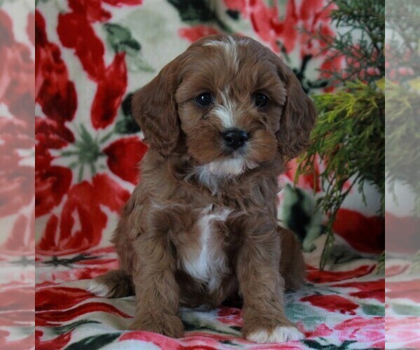 Medium Photo #1 Cavapoo Puppy For Sale in PARKESBURG, PA, USA