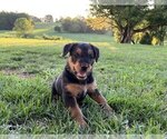 Small Photo #3 Airedale Terrier Puppy For Sale in MOUNT JULIET, TN, USA