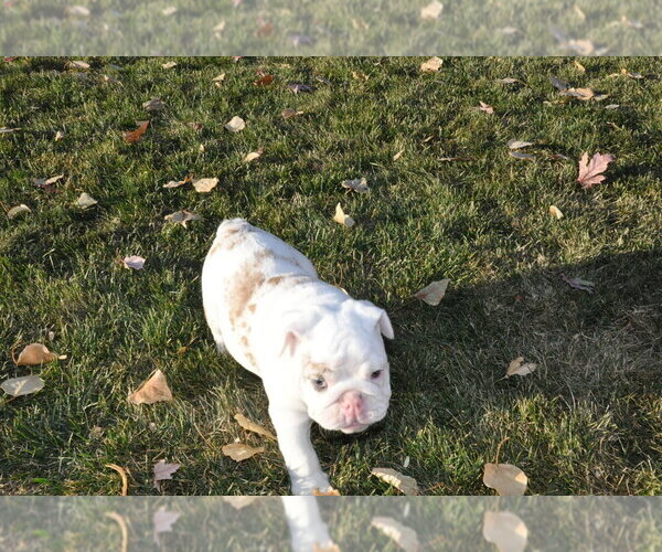 Medium Photo #6 English Bulldog Puppy For Sale in NAMPA, ID, USA