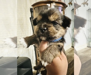 Shorkie Tzu Puppy for sale in ALBEMARLE, NC, USA