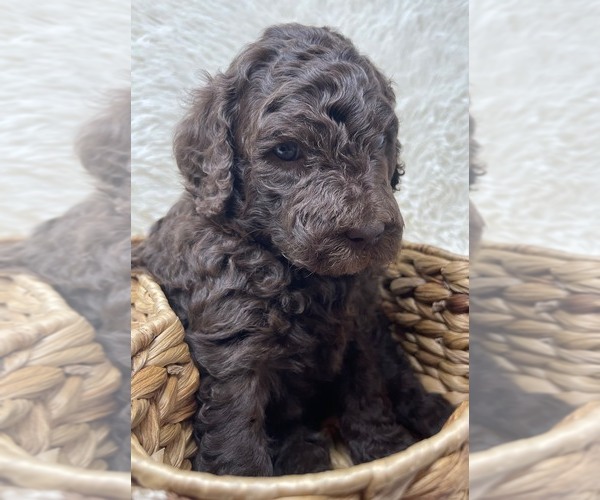 Medium Photo #5 Double Doodle Puppy For Sale in PIERSON, FL, USA