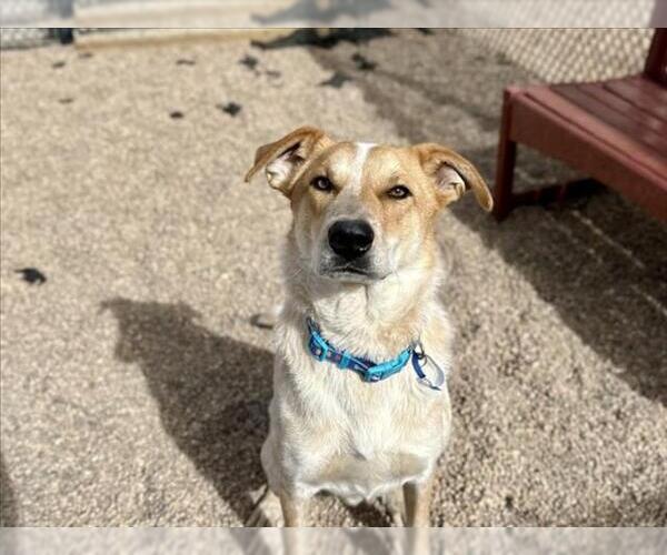Medium Photo #1 Great Pyrenees-Unknown Mix Puppy For Sale in Fort Collins, CO, USA
