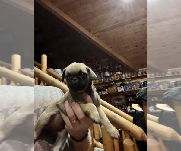Medium Photo #6 Pug Puppy For Sale in WILLIAMSBURG, VA, USA