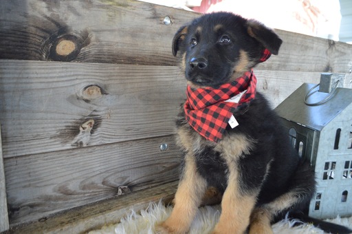 Medium Photo #1 German Shepherd Dog Puppy For Sale in HONEY BROOK, PA, USA