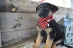 Small Photo #1 German Shepherd Dog Puppy For Sale in HONEY BROOK, PA, USA