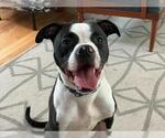 Small #3 Bullboxer Pit