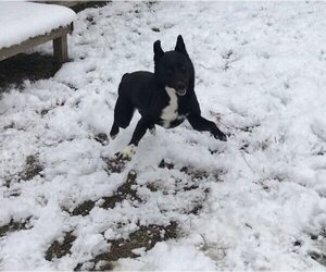 Shelly - Female Mutt Dog for Adoption - Photo #4