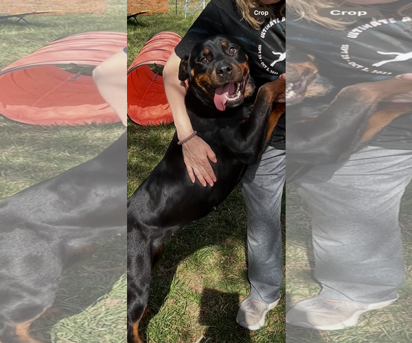 Medium Photo #3 Rottweiler Puppy For Sale in Mooresville, NC, USA