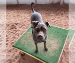 Small Photo #31 American Pit Bull Terrier Puppy For Sale in Kanab, UT, USA