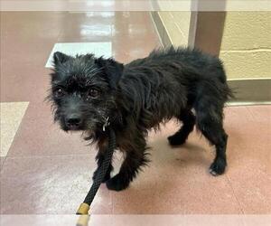 Mutt Dogs for adoption in Martinez, CA, USA
