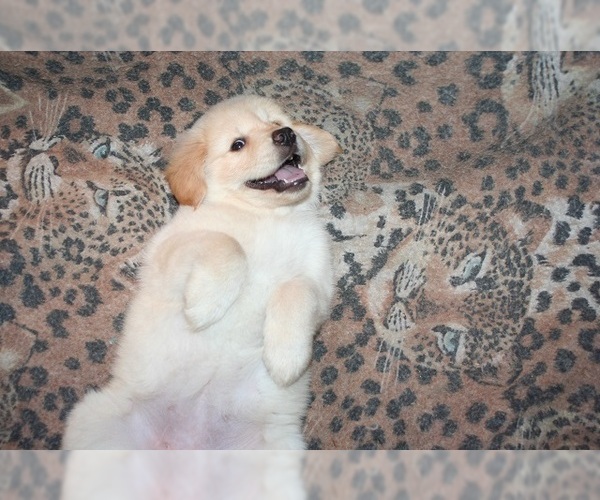 Medium Photo #5 Golden Retriever Puppy For Sale in HIGH POINT, NC, USA