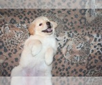 Small Photo #5 Golden Retriever Puppy For Sale in HIGH POINT, NC, USA