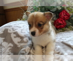 Small Photo #6 Pembroke Welsh Corgi Puppy For Sale in SHILOH, OH, USA