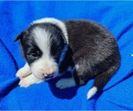 Small Photo #5 Border Collie Puppy For Sale in NORBORNE, MO, USA