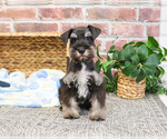 Small #4 Schnauzer (Miniature)