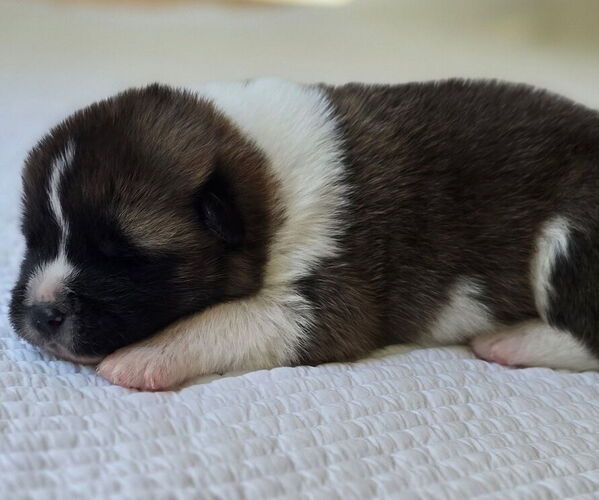 Medium Photo #5 Akita Puppy For Sale in STRAFFORD, MO, USA