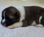 Small #4 Akita