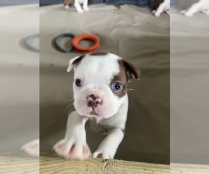 Boston Terrier Puppy for Sale in PIKEVILLE, North Carolina USA