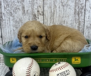 Golden Retriever Puppy for sale in PEEBLES, OH, USA