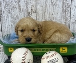 Image preview for Ad Listing. Nickname: Golden Puppies