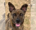 Small Photo #2 Mutt Puppy For Sale in Canton, CT, USA