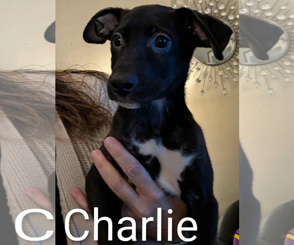 Medium Photo #6 Labrador Retriever-Unknown Mix Puppy For Sale in Farmington, MN, USA