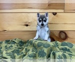 Small #8 Alaskan Klee Kai-Pomeranian Mix