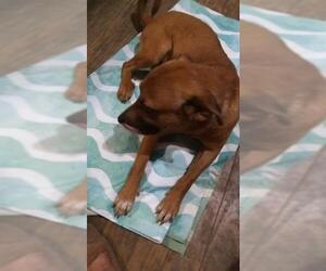 Shepradors Dogs for adoption in San Antonio, TX, USA