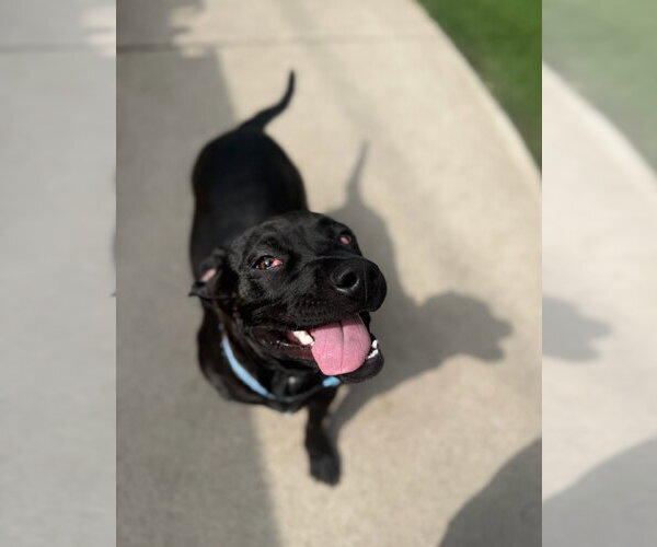 Medium Photo #3 American Pit Bull Terrier-Unknown Mix Puppy For Sale in Dallas, TX, USA