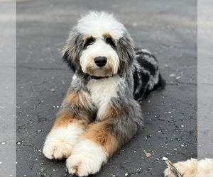 Father of the Australian Labradoodle-Bernedoodle Mix puppies born on 04/17/2025