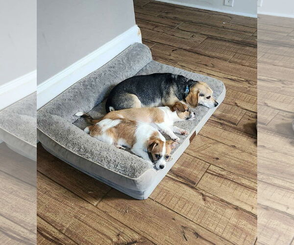Medium Photo #6 Chihuahua-Parson Russell Terrier Mix Puppy For Sale in Fultonham, NY, USA