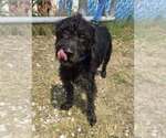 Small #3 Mutt