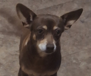 Mother of the Rat-Cha puppies born on 11/20/2023