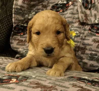 Medium Photo #1 Goldendoodle Puppy For Sale in EAST ELLIJAY, GA, USA
