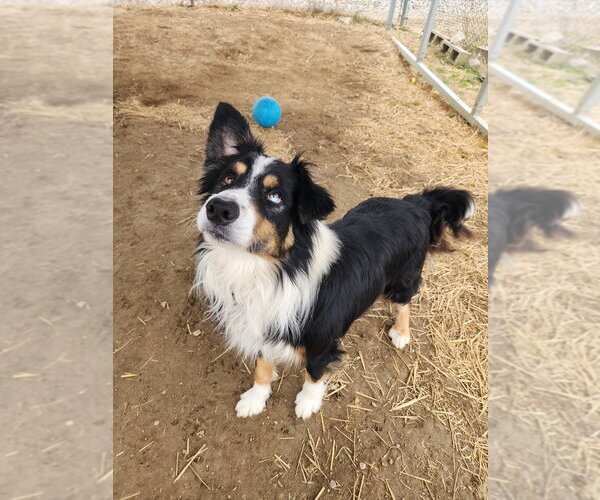 Medium Photo #4 Australian Shepherd-Unknown Mix Puppy For Sale in Evansville, IN, USA