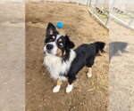 Small #3 Australian Shepherd Mix