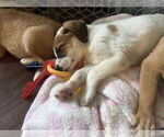 Small #3 Australian Shepherd Mix