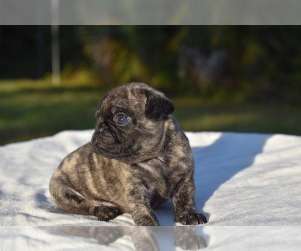Medium Photo #1 Pug Puppy For Sale in PALM COAST, FL, USA