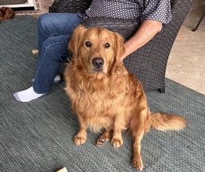 Father of the Golden Retriever puppies born on 04/02/2026