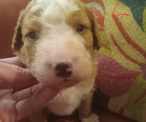 Bernedoodle Puppy for sale in ELLIJAY, GA, USA