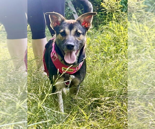 Medium Photo #25 Mutt Puppy For Sale in Brewster, NY, USA