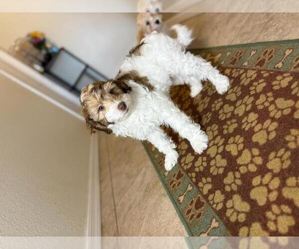 Medium Photo #4 Poovanese Puppy For Sale in TUCSON, AZ, USA