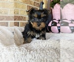 Small #1 Yorkshire Terrier