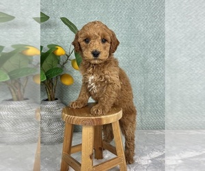 Goldendoodle (Miniature) Puppy for sale in FRANKLIN, IN, USA