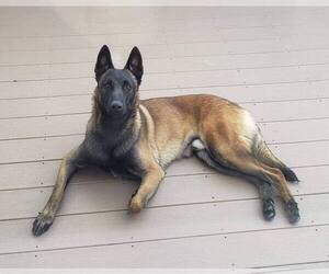 Father of the Belgian Malinois puppies born on 12/24/2022