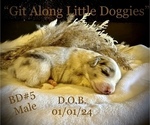 Small Photo #7 Australian Shepherd Puppy For Sale in BLACKSBURG, VA, USA