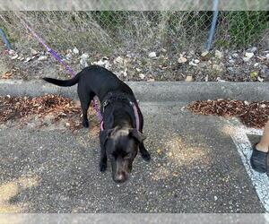 Labrador Retriever-Unknown Mix Dogs for adoption in Grand Prairie, TX, USA