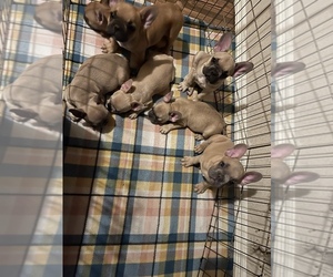 French Bulldog Puppy for sale in FORT WORTH, TX, USA