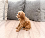 Small #3 Cavapoo (Miniature)