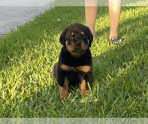 Rottweiler Puppy for sale in KINGWOOD, TX, USA